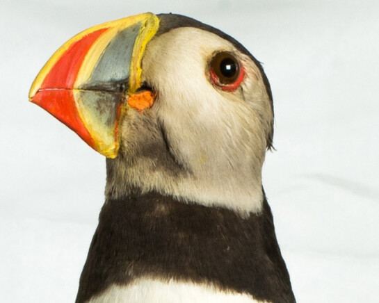 Birds of the World Gallery. Courtesy of Harvard Museum of Natural History