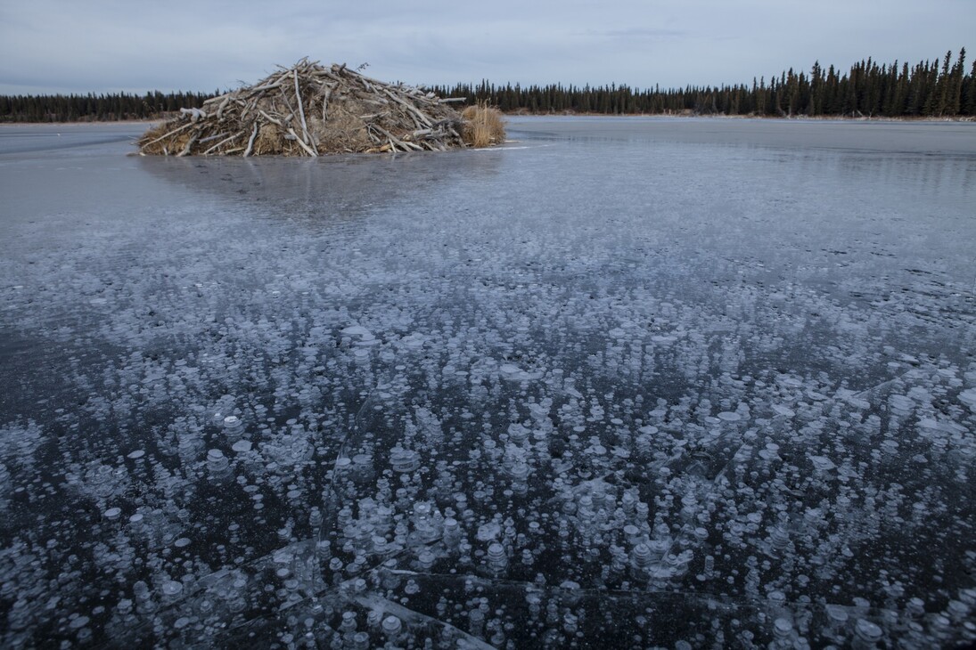 Mark ThiessenN/National Geographic
Fairbanks, Alaska
Il ghiaccio sulla superficie di un lago in Alaska blocca il metano che emerge dal fondale
fangoso.
