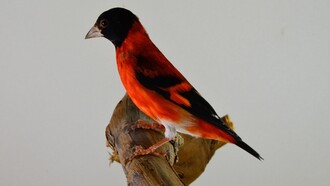 Cardenalito