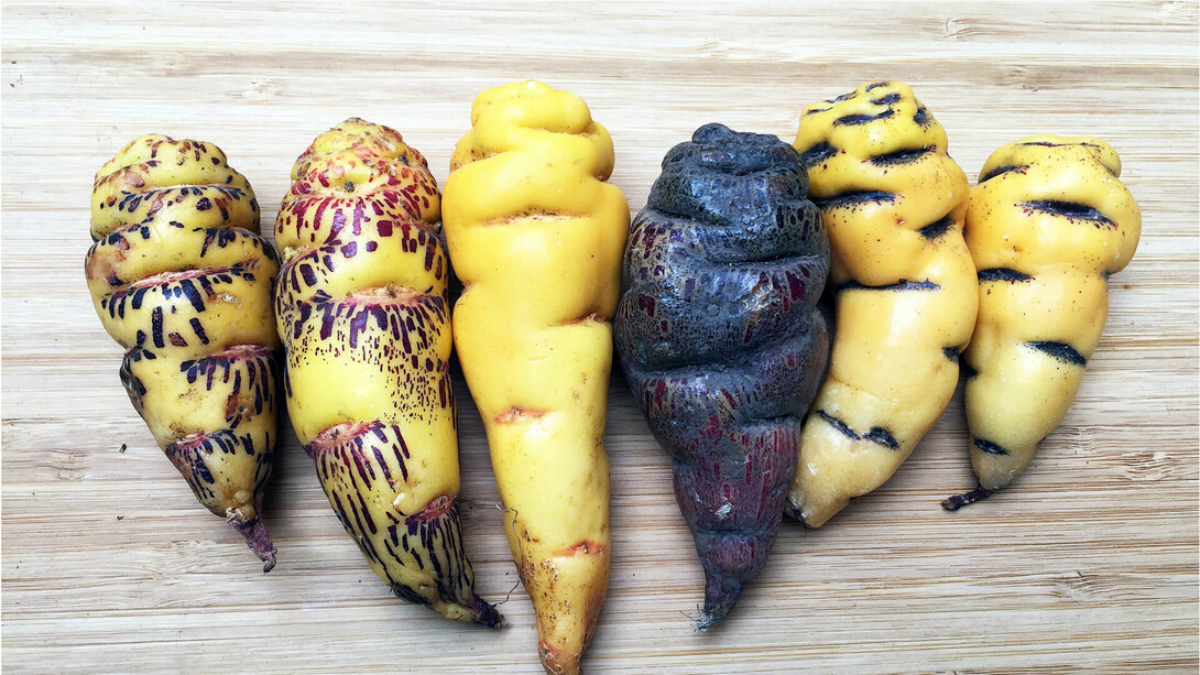 En lo alto de los Andes, entre rituales ancestrales y suelos agrestes, crece una planta milenaria que hoy despierta el interés del mundo: la mashua