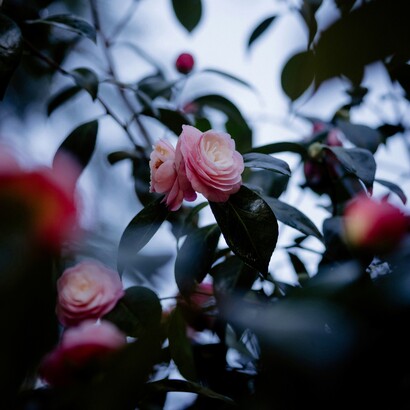 Non appassiranno più per il litigio inutile di due vicini di casa, né per una questione di confine