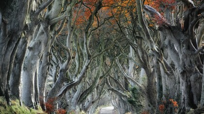 Árboles