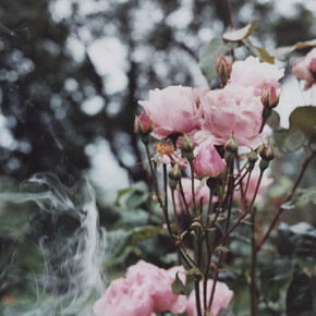 Samuel Laurence Cunnane, Roses, 2014, Hand-printed C-type print on archival photo paper, framed, 16.7 x 25.5 cm / 10 x 6.6 in, Image courtesy Kerlin Gallery