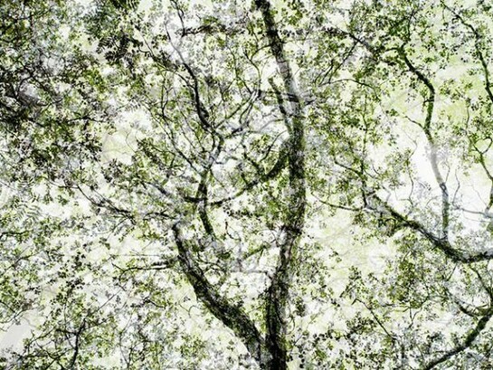 Santeri Tuori, Forest No.4, 2010-11, Pigment print, Edition of 6, 156.5 x 110 cm or 100 x 70 cm