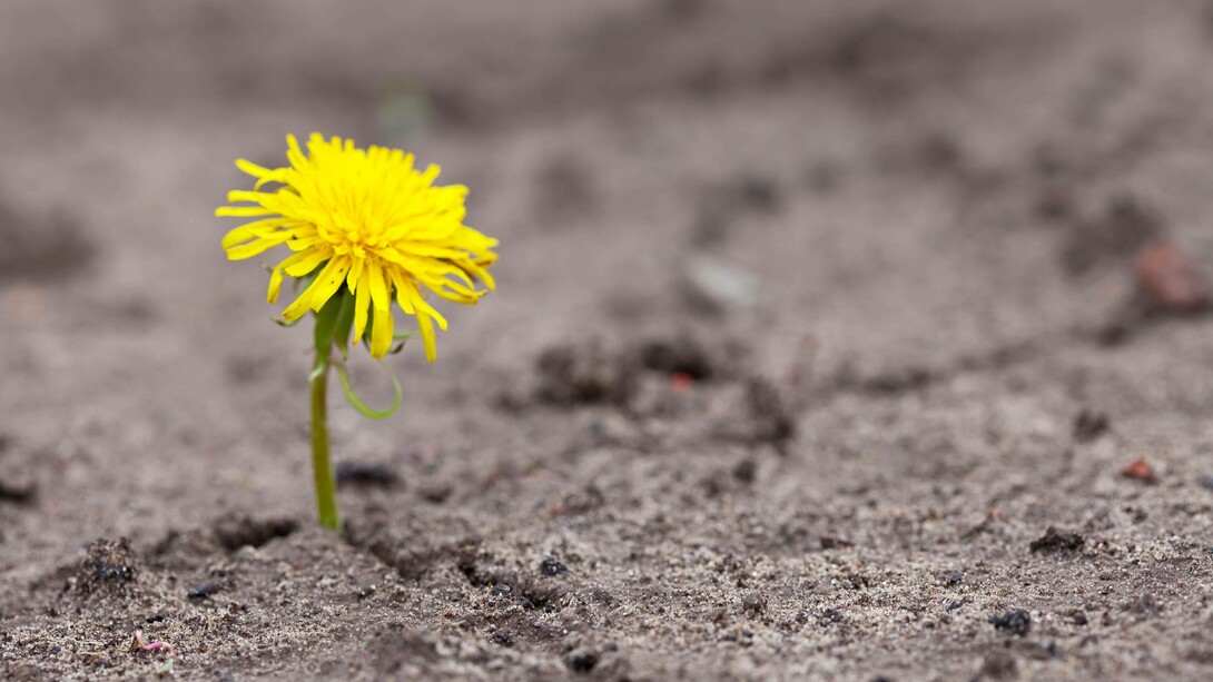 Fiore giallo che spunta dal terreno: "...terra di nessuno, quella zona grigia che intercorre tra chi sei all’inizio del tuo percorso e chi sarai alla fine"