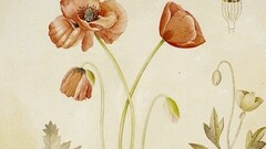 Le Tavole botaniche di Mariella Busi De Logu