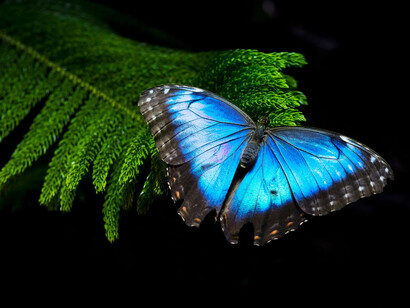 Mariposa azul. En general, el color azul representa libertad, lealtad, armonía, verdad y seriedad