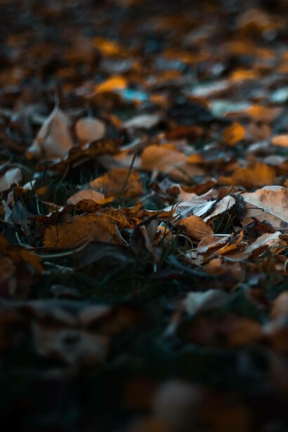 Autumn leaves fall onto the ground