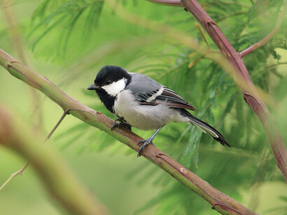 Estar en un pueblo permite despertarte con los pajarillos entonando miles de cantos; las campanas de la iglesia repicando las horas y, más allá, tras los tejados, ese otro gallo recordándonos que el día comienza