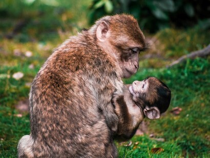 A differenza degli esseri umani, gli animali non formalizzano le proprie regole attraverso il linguaggio scritto, ma le apprendono e le riconoscono attraverso l'esperienza sociale e il comportamento