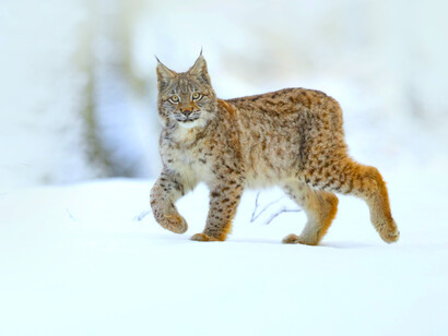 Rewilding is not just about giving us some romantic sense of wildness again, it is about a resurrected experience of the natural world