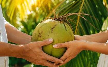 Hands joined around a fresh coconut under sunlit palms, symbolising loyalty that survived time and separation