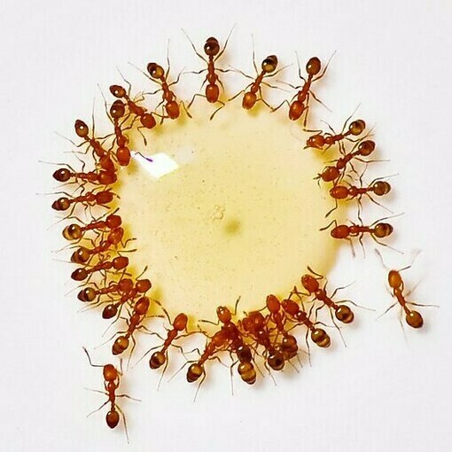 A group of ants interacting with honey