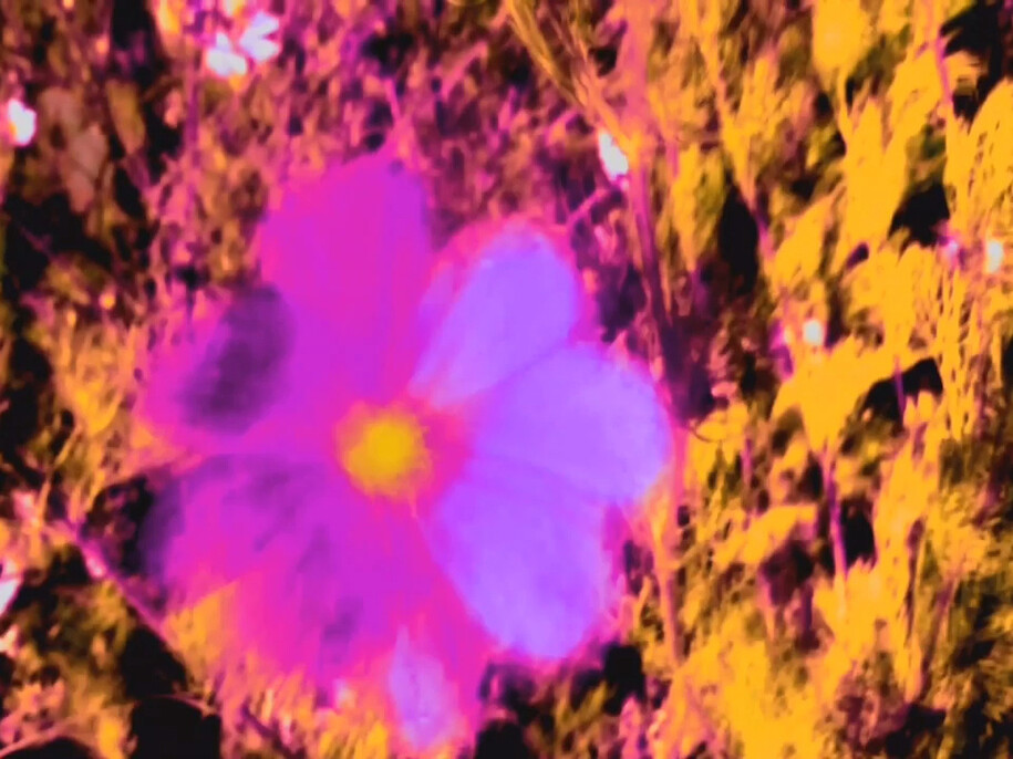 Kristin Oppenheim, Golden Dragon, 2015, Film, 54 sec (looped), Courtesy of greengrassi, London