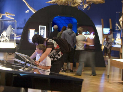 Whales: Giants of the Deep, Exhibition view. Courtesy of Witte Museum 
