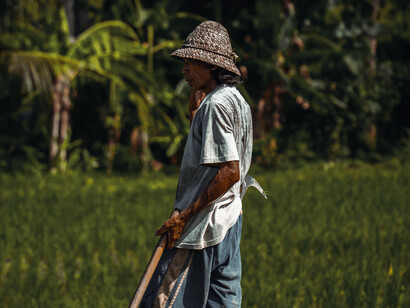 A farmer tends a rice field in Bali, Indonesia, preserving traditional agricultural practices that have shaped the island's landscape for generations