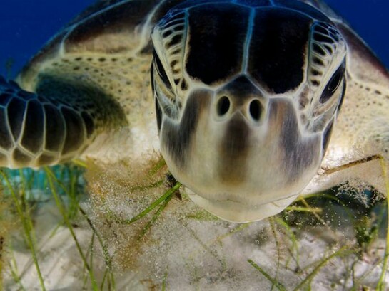 Dive buddy, Luis Javier Sandoval (Mexico), © Luis Javier Sandoval/ Wildlife Photographer of the Year 2013