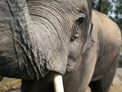 Un elefante africano