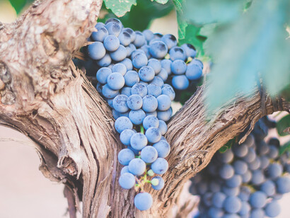 Racimo de uvas. El tinto chileno supo mantener el fuego de la memoria coloquial