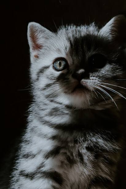Extrañar a las gatas es también extrañar las rutinas cotidianas y la sensación de pertenecer a un espacio compartido