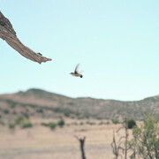 Jean-Luc Mylayne. Courtesy of Aargauer Kunsthaus