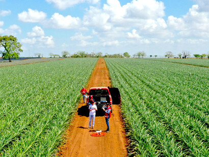 Plantação de cana-de-açúcar, Brasil