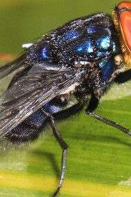 Cochliomyia hominivorax, a type of parasitic fly whose larvae look like worms and feed on live animals