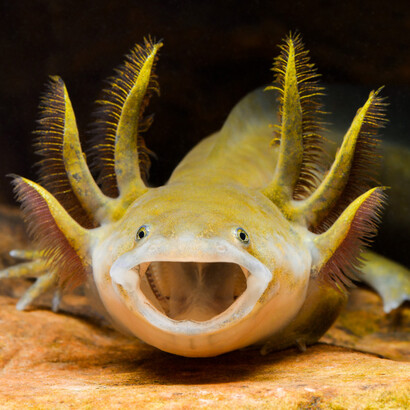 *Ambystoma mavortium*, John Clare