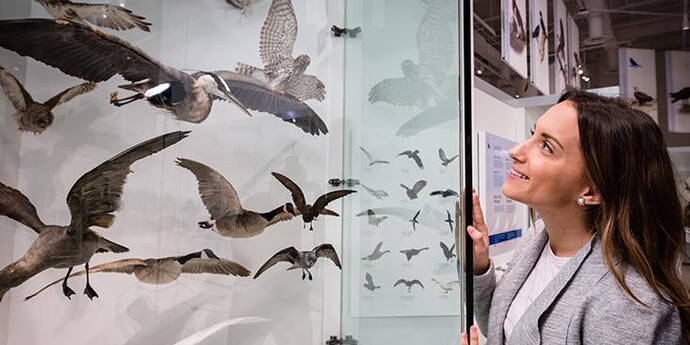 Bird Gallery. Courtesy of Canadian Museum of Nature 