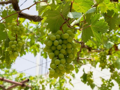Grappolo di uva bianca: "Così come la moda sta riscoprendo la sartorialità, la durata nel tempo e l’unicità, anche il vino sembra orientarsi verso produzioni più piccole, più personali, più rispettose"