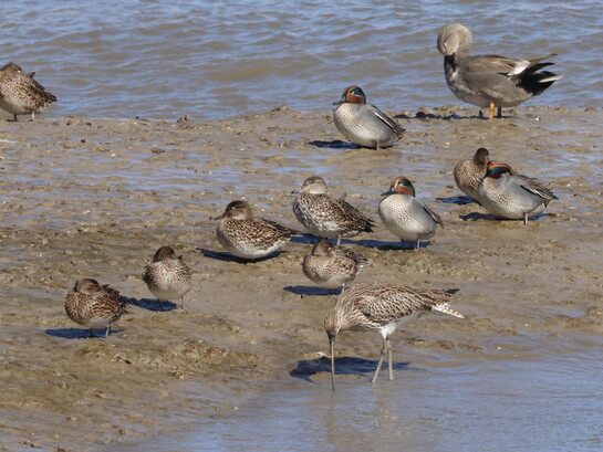 Teal, Gadwall and Curlew on the shoreline at Crossness (c) Gehan de Silva Wijeyeratne
