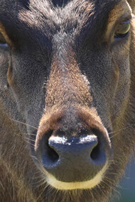 Sambar in Horton Plains, Sri Lanka (c) Gehan de Silva Wijeyeratne