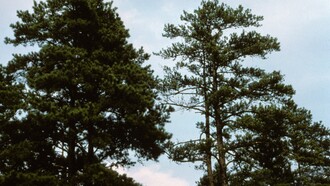 L'esemplare sulla sinistra non mostra alcun sintomo della "Malattia dell'inchiostro", mentre l'esemplare sulla destra oltre a evidente mancanza di rami mostra sul tronco le tracce della malattia