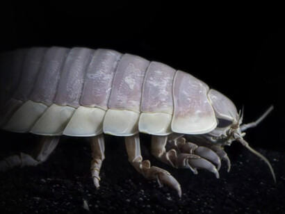 Los isópodos son un grupo de pequeños invertebrados del grupo de los crustáceos, parientes distantes de los camarones y cangrejos