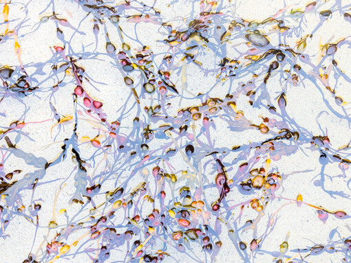 Wildlife Photographer of the Year. Courtesy of ROM