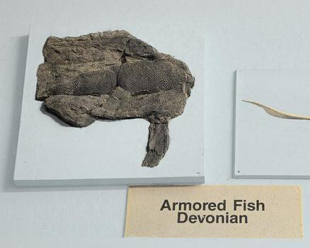 Felix M. Warburg Hall of New York State Environment. Courtesy of American Museum of Natural History