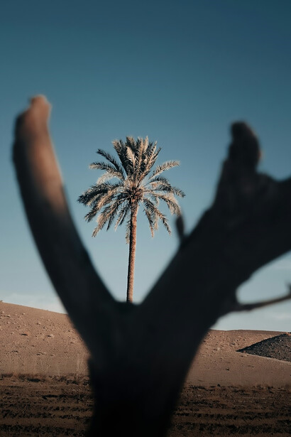 Discover the beauty of a desert scene featuring majestic palm trees set against a backdrop of clear blue skies, creating a serene oasis