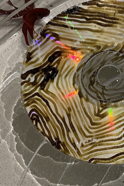 Jennifer Cho, Waterlilies (detail), 2000 - 2003, compact discs, India ink, fish, water, plastic, dimension varies. Courtesy of the artist and Jennifer Baahng Gallery