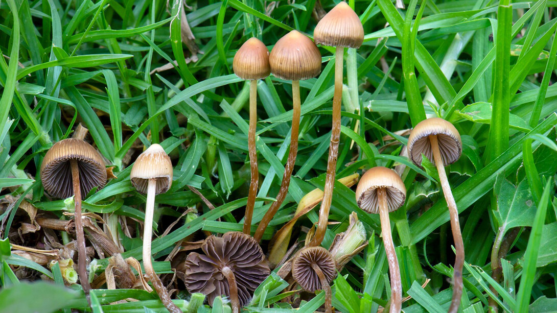 Psilocybe mexicana,​ llamada en México «teonanácatl» o «pajarito»