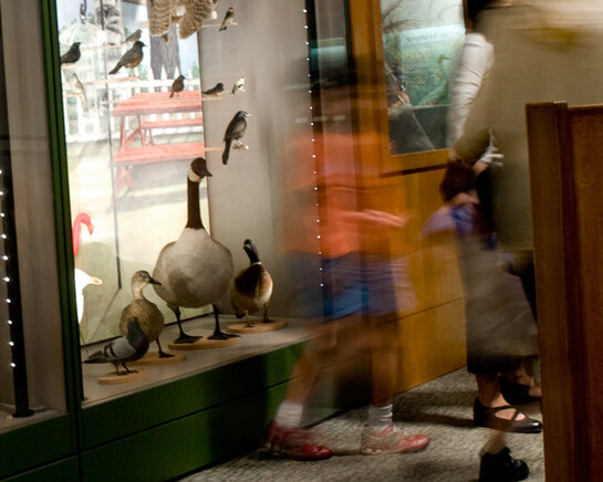 A Bird’s World. Courtesy of Museum of Science 