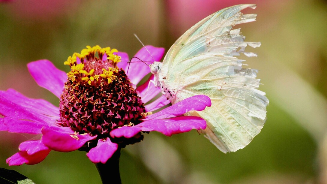A los inmigrantes se les acusa de estar en el origen de la delincuencia que asuela nuestras ciudades, de drenar las reservas esenciales de nuestro bienestar, de no aceptar la cultura o las costumbres de las naciones de acogida, de estimular prácticas bárbaras o violentas y de introducir credos religiosos que atentan directamente contra la seguridad general. La pregunta, llegados a este punto, sería la siguiente: ¿De qué no son culpables los inmigrantes?   Limón Migrante, Limón Emigrante, Emigrante Común. Descubierta por Fabricius en 1775, esta especie presenta diversas formas según la zona y la estación
