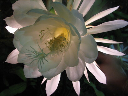 Epiphyllum Oxypetalum