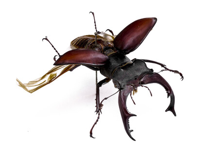 Insects. Courtesy of Tadas Ivanauskas Zoological Museum