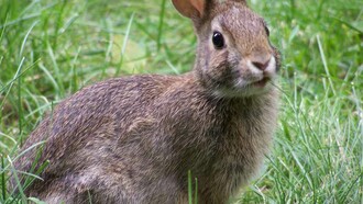 Conejo de campo