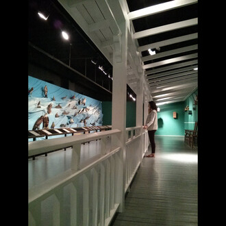 Birds of New Brunswick. Courtesy of New Brunswick Museum