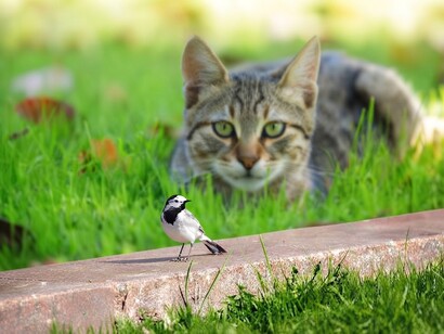 A small wagtail perches in front of a cat hunting on a green lawn