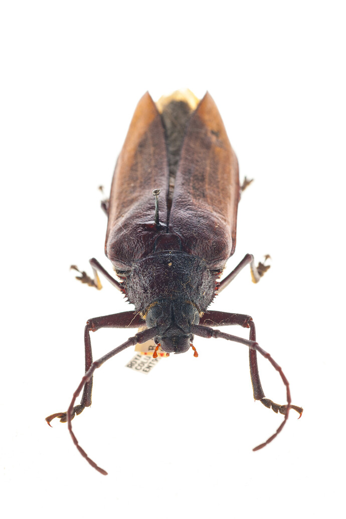 Entomology. Courtesy of Royal BC Museum