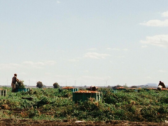 Il caporalato continua a rappresentare una delle forme più gravi di sfruttamento del lavoro in Italia, soprattutto nei settori agricolo, edilizio e della logistica