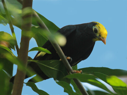 Foresta Indo-Burmese, Golden-crested Myn