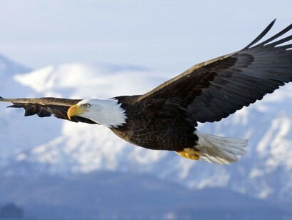 La grande aquila